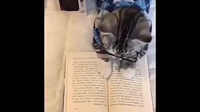 How cat is preparing for his exam