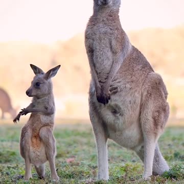 Kangaroo kids video #animal #viral #unitedstate