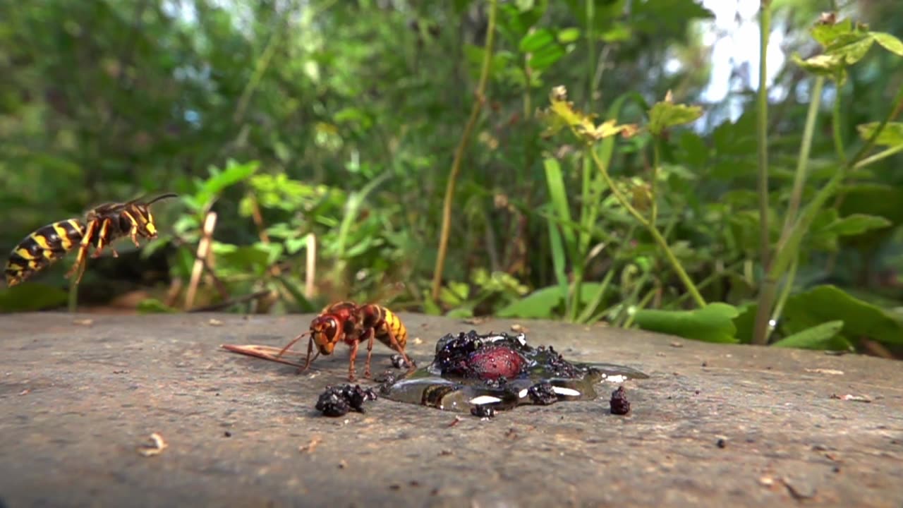 Hornets Versus Median Wasps In Aerial Fight