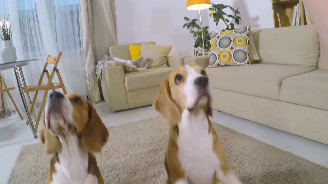 POV shot of two cute beagle dogs lying on cozy carpet at home