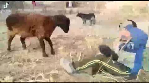 Goat Hits Kid on Head