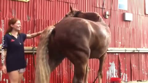 SUPER CUTE HORSE, FUNNY VIDEO!😂😂