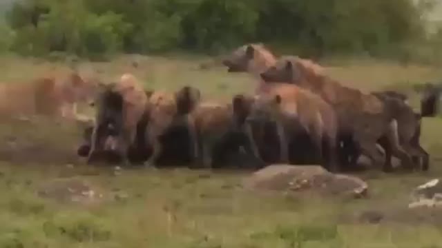 Who Won The Battle? Lions vs Hyenas