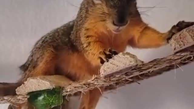 squirrel stuck with food in mouth