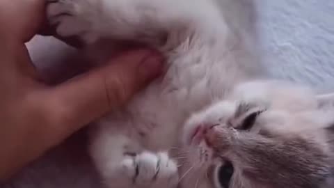 Cat funny video