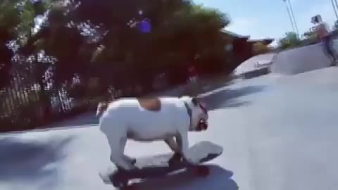 dog training video🐶🐶🐶🐶🐶