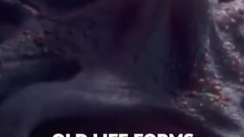 THERE IS ONE STRANGE THEORY ACCORDING TO WHICH OCTOPUS CAME FROM ANOTHER PLANET