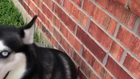 dog jumping on the wall