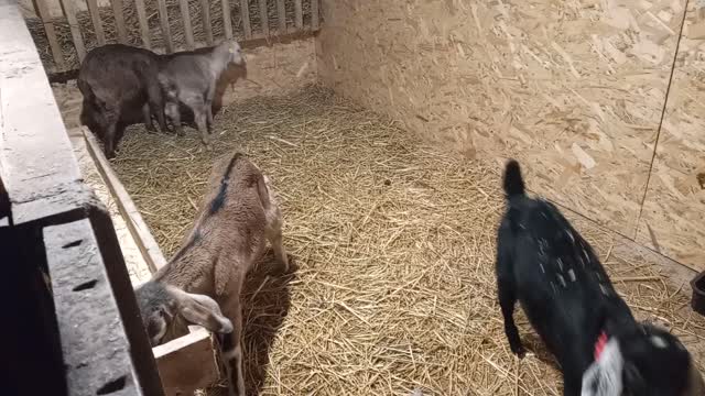 Little goats.