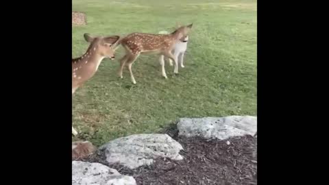 Rescued fawn runs right over playful doggy