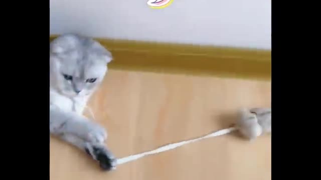 Cutest baby animals Videos Compilation Cute moment of the Animals - Cutest Animals
