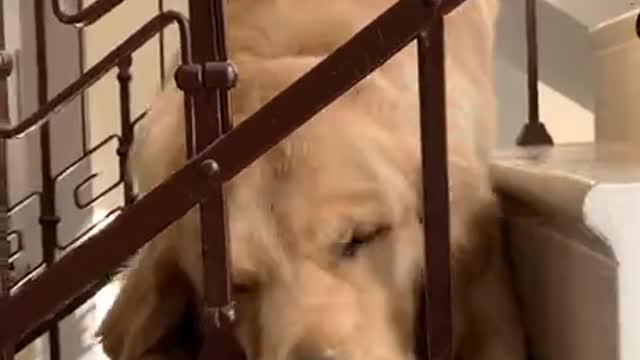 9.Stubborn Golden Retriever does not Share His Toy