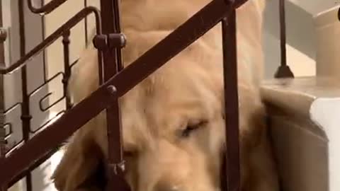 9.Stubborn Golden Retriever does not Share His Toy