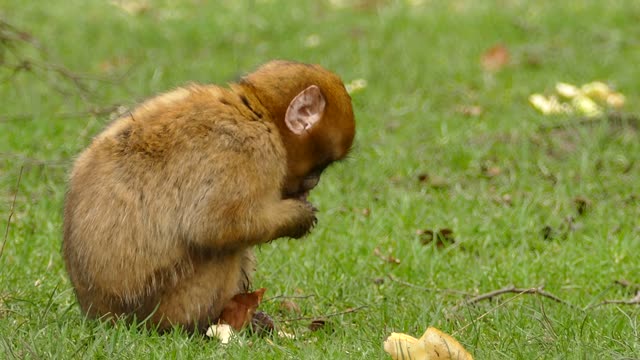 Cute Monkey Eating Food