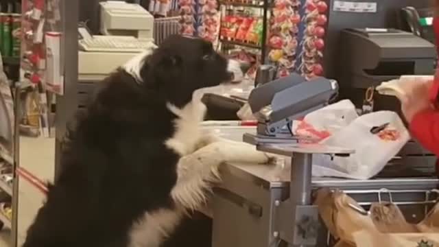 Funny Dog Video Compilation) Smarty Dogs #funnydog #shorts