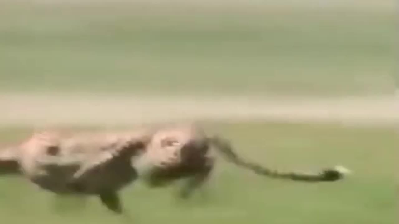 Cheetah full speed