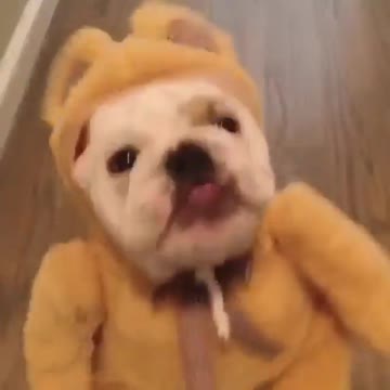 funny adorable puppy,