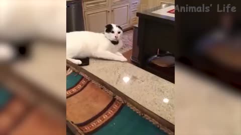 Funny dogs and cat hahah