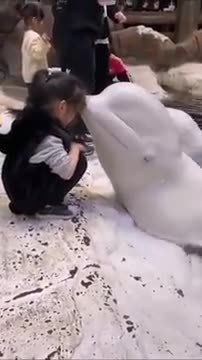 Beluga whale __ The way she kissed the girl and closes her eyes