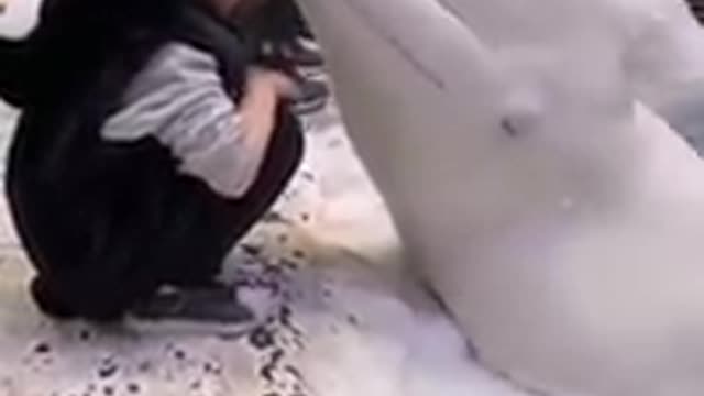 Beluga whale __ The way she kissed the girl and closes her eyes