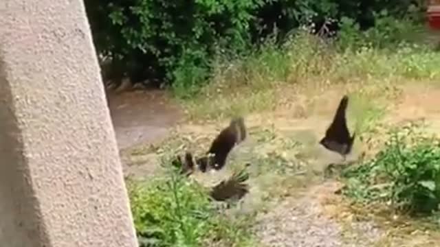 Brave Cat