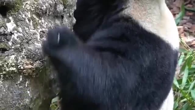 https://rumble.com/v1bbrfl-the-clumsy-movements-of-giant-pandas-are-funny-and-cute.html