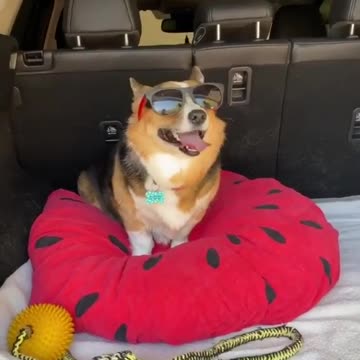 Have you ever owned a dog Do you think your life will be more fun if you have a dog in the house E