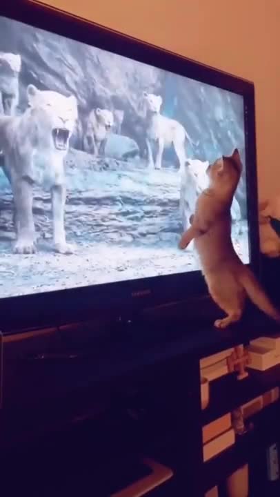 Cat Fell When She Saw Simba I Think She Crushing 😏😏