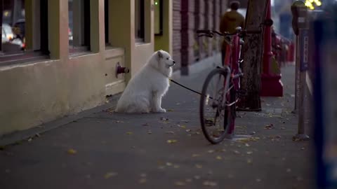 This loving dog abandoned on the street