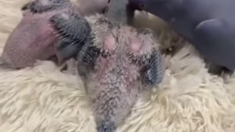 Parrot talks to babies.