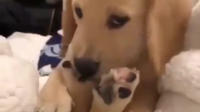 Cute Labrador puppy biting its legs in a playfully before bed.