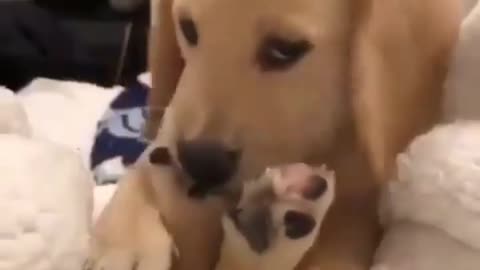 Cute Labrador puppy biting its legs in a playfully before bed.