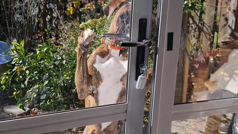 Clever Boxer Dog Opens Door