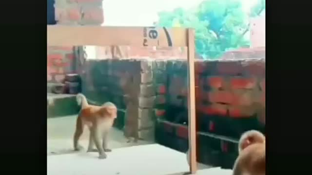 Monkey funny video