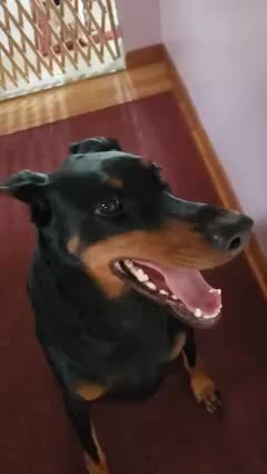 Doberman Feeling Good