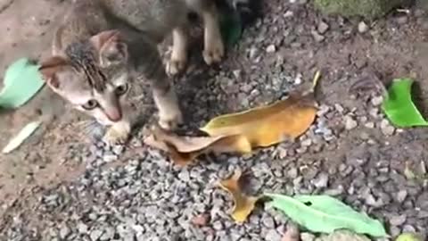 funny cat videos | cute cat videos | cute animals | funny cats Playing Time with Me 12 #shorts