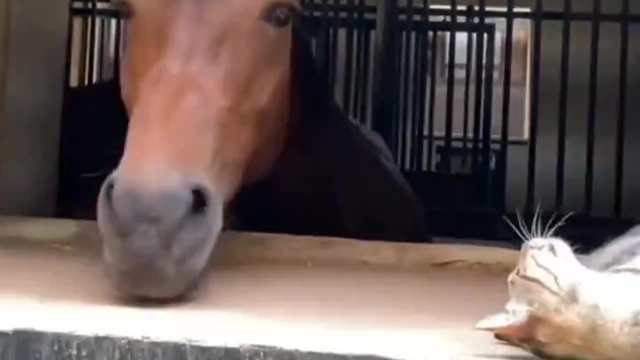 🐎 : It was not me 😂