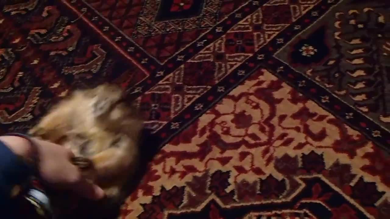 Mazlík zoro / fat prairie dog cuddle time