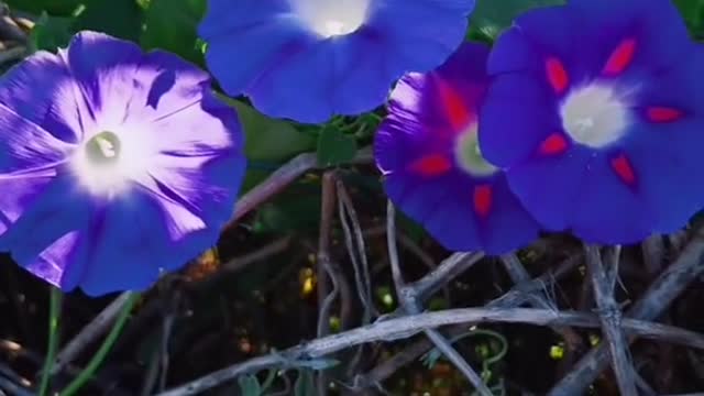 Those conspicuous flowers