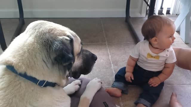 Kangal With A Baby