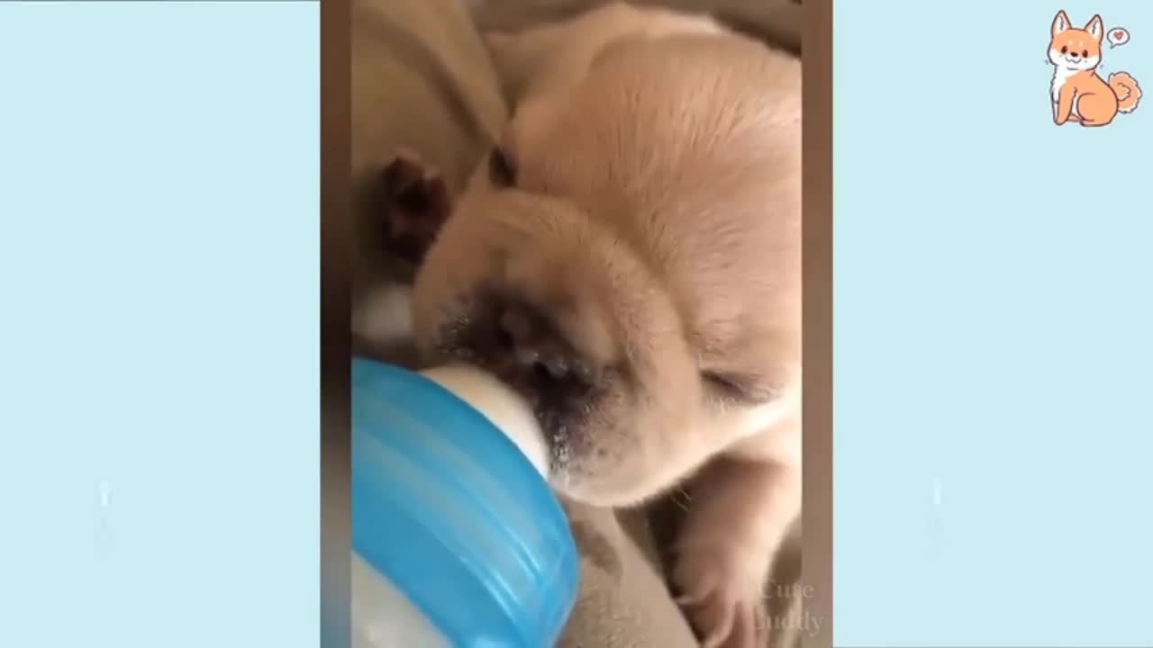 Puppy Drinking A Milk Like An Small Baby || Funny Dog Video