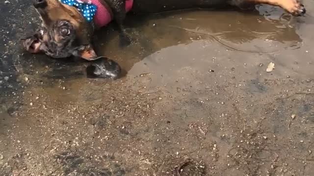 Puppy rolls around in mud on hot summer day