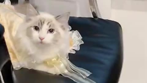 Funny animal videos 🤣🤣🤣🤣