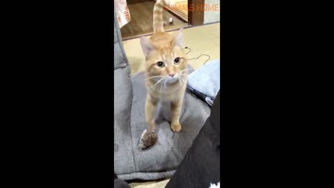 Cute and Funny cats and dogs