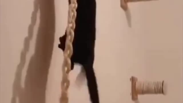 Cat acrobat