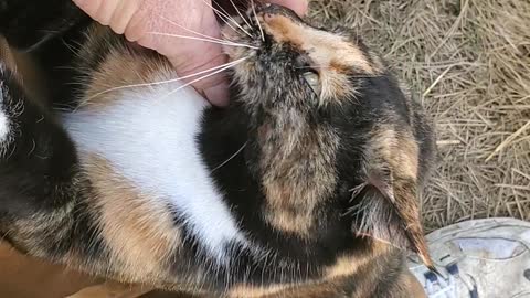 Petting a prickly pear