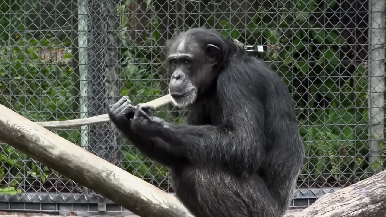 Chimpanzee and if it was a man