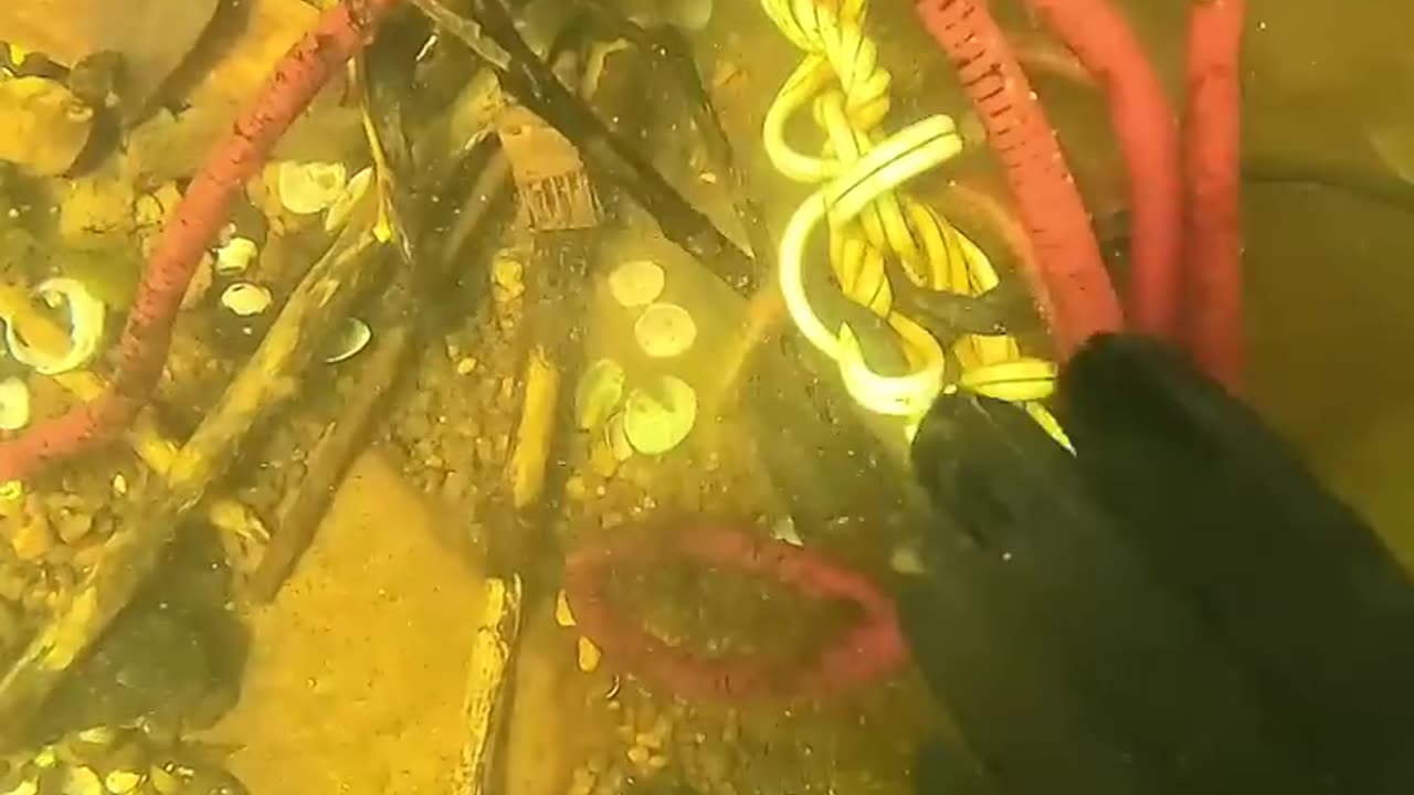 Find the gun before i do! (scuba diving)