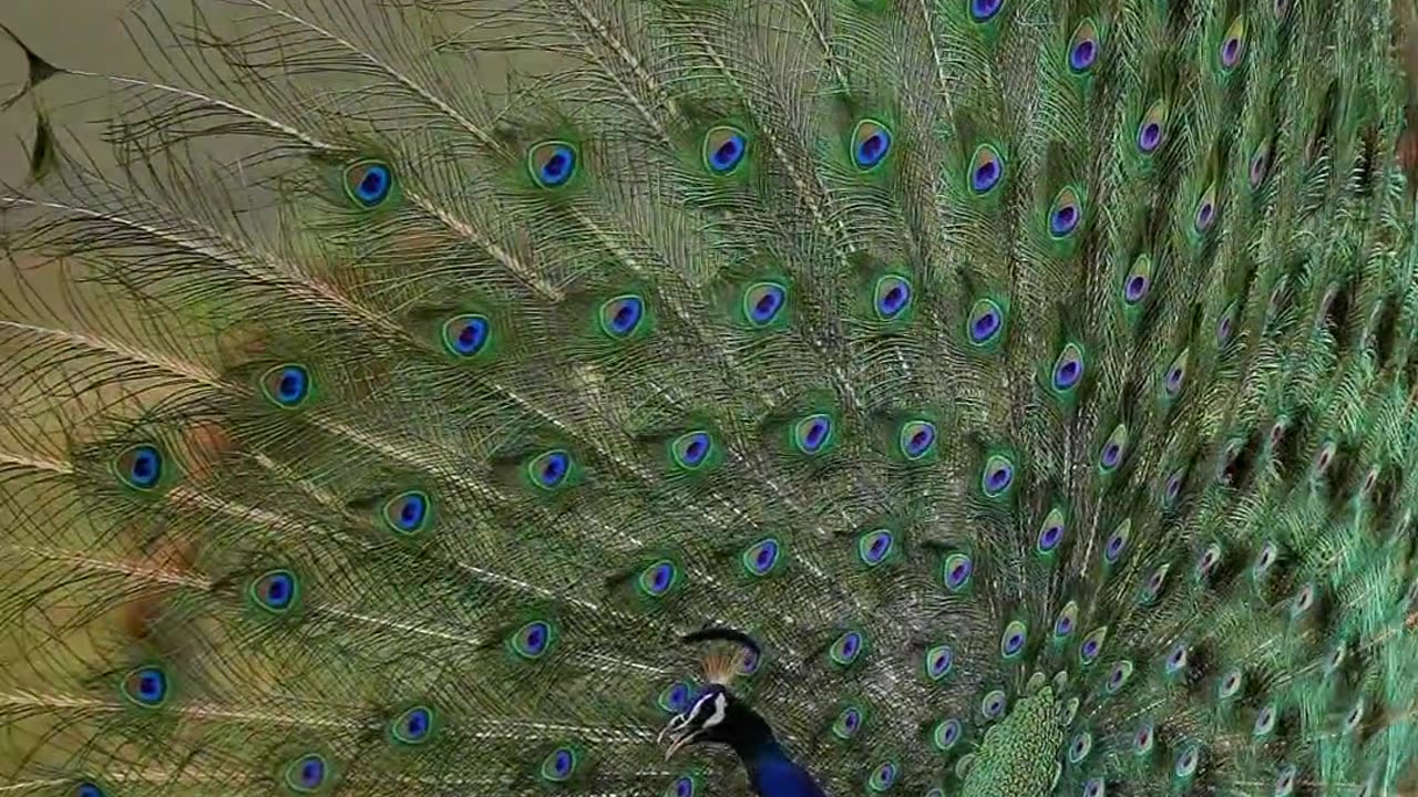 Beautiful peacock 🦚😍