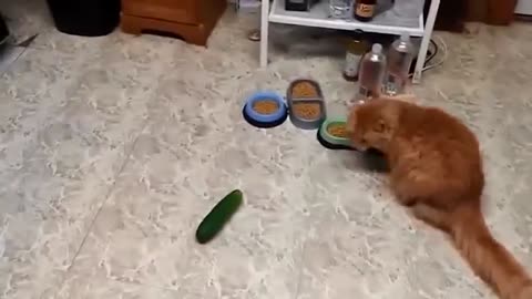 Fanny cat scared of cucumbers